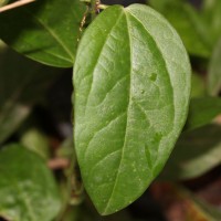 Passiflora suberosa L.